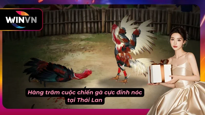 Đấu trường đá chiến kê tại Thái Lan