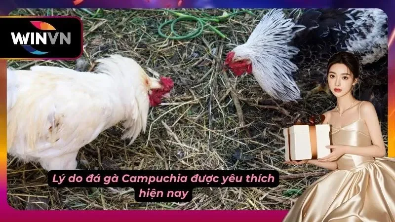 Sức hút của đá gà Campuchia gần đây