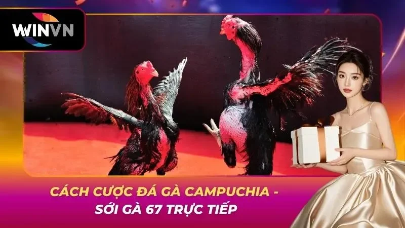 Cách Cược Đá Gà Campuchia – Sới Gà 67 Trực Tiếp