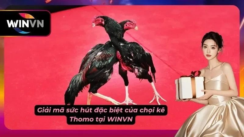 Yếu tố tạo nên thành công cho đá gà Thomo tại nhà cái