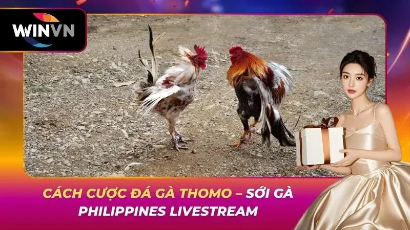 Cách Cược Đá Gà Thomo – Sới Gà Philippines Livestream