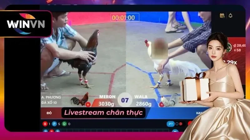 Đá gà live trực tiếp sắc nét