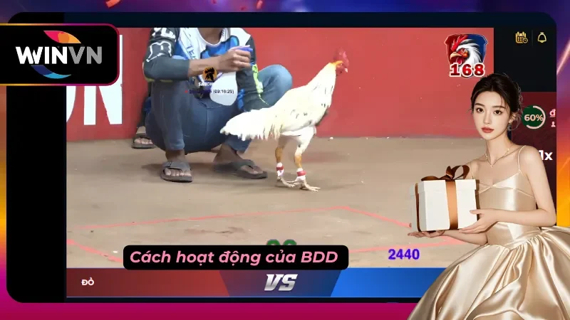 Màn hình hai con gà chiến đang chọi nhau thông qua livestream