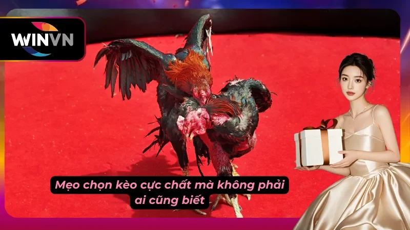 Người chơi mở bảng đặt cược của sảnh game đá gà
