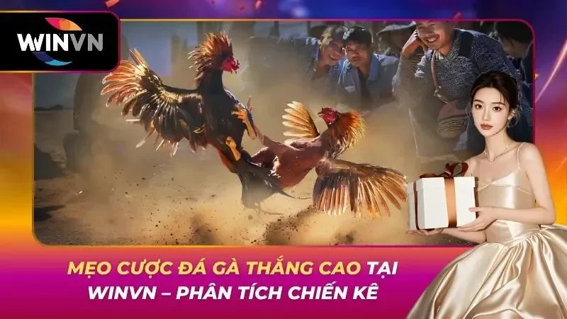 Mẹo Cược Đá Gà Thắng Cao Tại WINVN – Phân Tích Chiến Kê